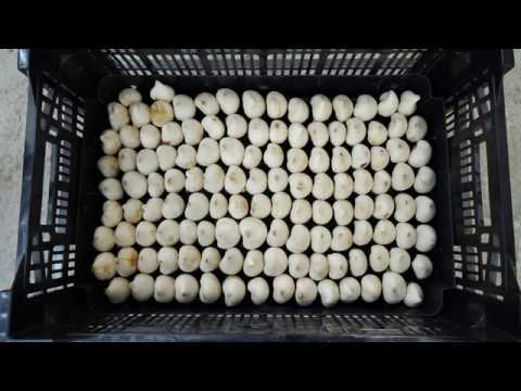 Видео: Выгонка тюльпанов . Посадка 160 луковиц в один ящик.
