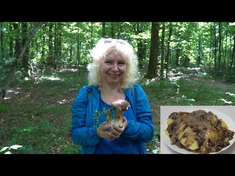 Видео: Смажені гриби зі сметаною. Збираємо і смажимо гриби. Гриби по- гуцульськи