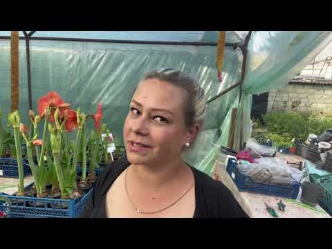 Видео: И у нас есть потери гортензий и претензии к питомникам!!!