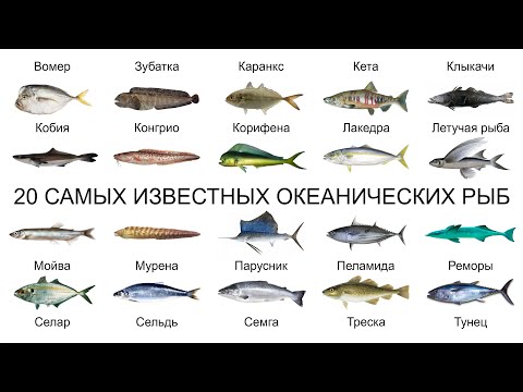 Видео: Топ 20 САМЫХ ИЗВЕСТНЫХ ОКЕАНИЧЕСКИХ РЫБ