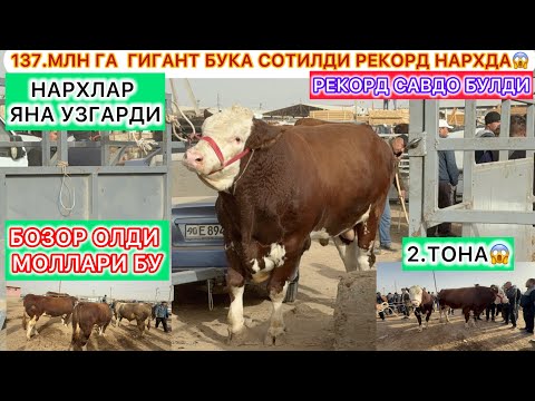 Видео: 2.ТОНАЛИК ГИГАНТ БУКА СОТИЛДИ РЕКОРД ЯНГИЛАНДИ | ХОРАЗМ МОЛ БОЗОРИ НАРХЛАР КЕСКИН ОШДИ! 2-ноябрь.