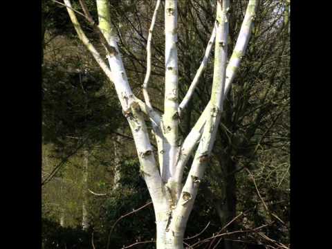 Видео: Жамиля Муратова - Ак Кайың