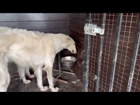 Видео: Собаки налетели на кашу 