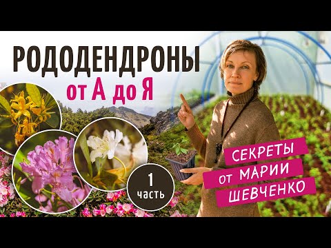 Видео: Секреты успешного выращивания рододендронов: эксклюзивное интервью!