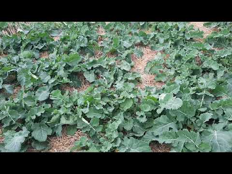 Видео: Ріпак на 70см.14.10.21