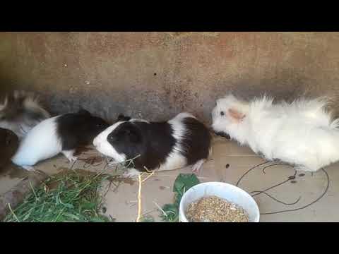 Видео: Размножение морских свинок.Пересадка малышей.