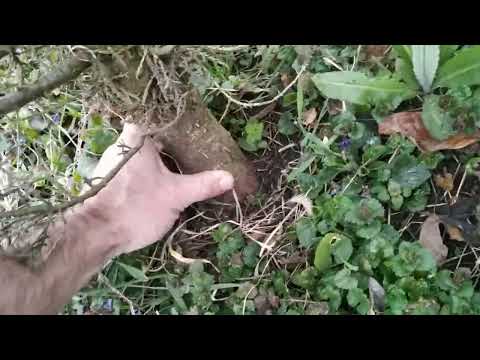 Видео: Кипарис вечнозелёный (Cupressus sempervirens) из семян.