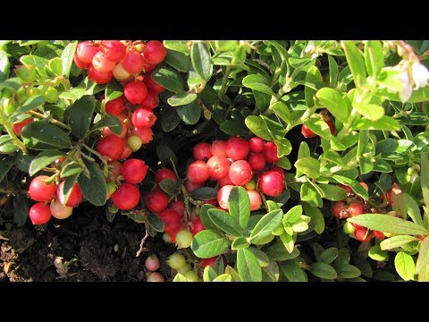 Видео: Брусника и голубика на садовой грядке  Выбор сортов