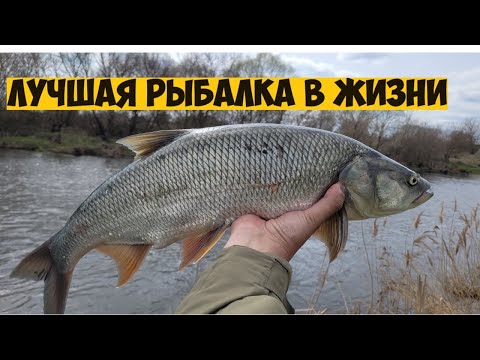 Видео: Лучшая рыбалка на ЖЕРЕХА и ГОЛАВЛЯ весной на ВОБЛЕРЫ!