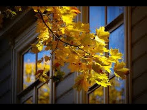 Видео: PARA-D    Старый клён  - Вокальный дуэт - Вера и Владимир Демченко
