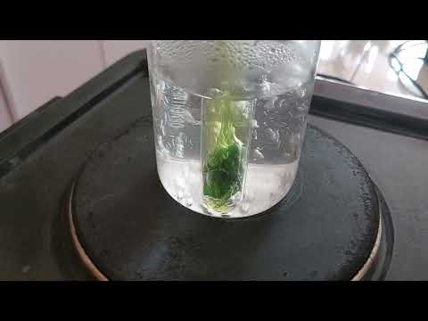 Видео: Хлорофилл пигментін көзбен көру