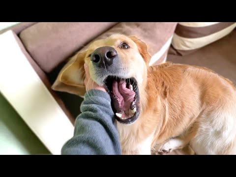 Видео: НЯМА ДА МУ ЛИПСВАМ...