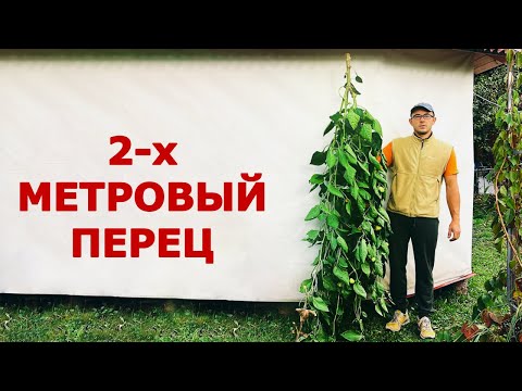 Видео: Дерево сладкого перца за один сезон