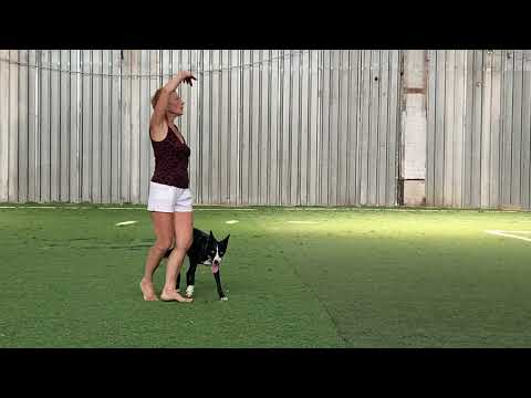 Видео: Танцы с собаками Dog dance Тимошина Светлана & Брина. Танец "Магия Востока".Тренировка.14.08.2023 г.