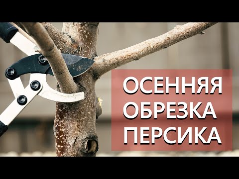 Видео: Осенняя обрезка персика.
