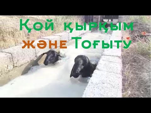 Видео: Қой қырқым және Тоғыту Көруге тұрарлық.