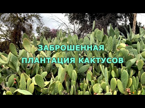 Видео: ЗАБРОШЕННАЯ ПЛАНТАЦИЯ КАКТУСОВ #кактусы#опунция#Чили #заброшки #сталк#заброшенныеместа#залаз#природа