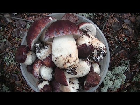 Видео: Тихая Охота! Красавцы Белые! Боровики в Борах Сибири!