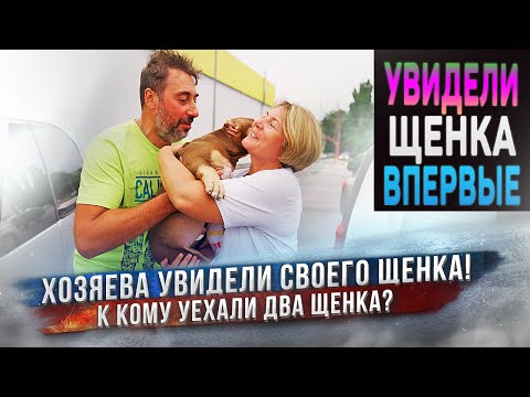 Видео: Впервые взяли щенка на руки! Реакции хозяев при первой встрече с щенками!