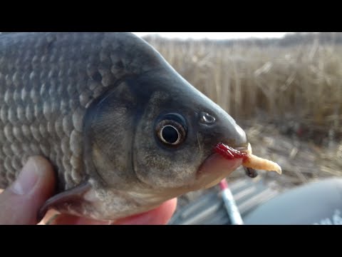 Видео: Ловля КАРАСЯ на МОРМЫШКУ. Рыбалка на карася в сухом камыше поздней осенью.