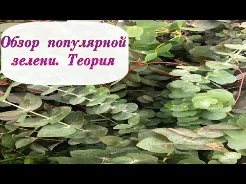 Видео: ОБЗОР ПОПУЛЯРНОЙ ЗЕЛЕНИ . ТЕОРИЯ . POPULAR GREEN OVERVIEW . ФЛОРИСТИКА ДЛЯ НАЧИНАЮЩИХ
