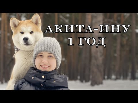 Видео: Акита-ину 1 год Выпуск 6. Ожидание и реальность. #акита #akita