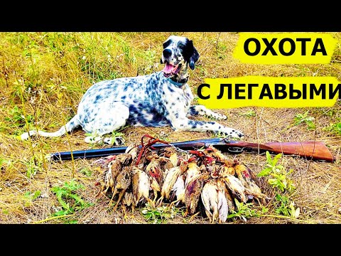 Видео: Охота с легавыми на пернатых/A very english air (Охотник и рыболов)