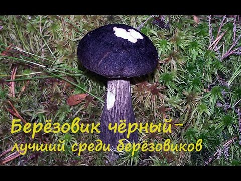 Видео: Берёзовик чёрный - лучший среди берёзовиков.