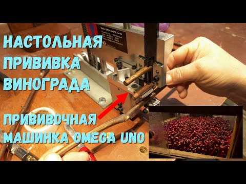Видео: Настольная прививка винограда прививочная машинка omega uno.