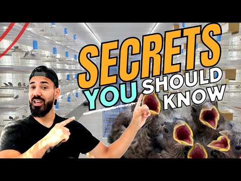 Видео: Не пропустите эти советы для успешного сезона размножения амадин! Разведение в вольере или клетке 🐦