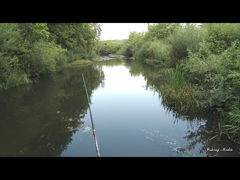 Видео: Голавль на кузнечика на закате