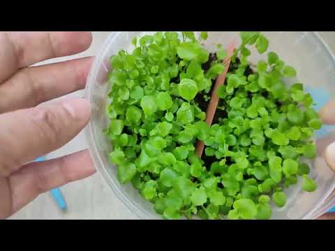 Видео: Лучший СПОСОБ посева ЛОБЕЛИИ