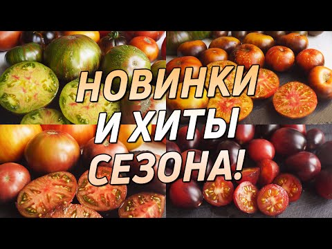 Видео: ТОМАТЫ, НОВИНКИ И ХИТЫ СЕЗОНА!