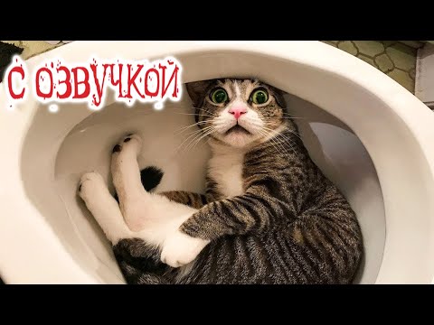 Видео: ПРИКОЛЫ С КОТАМИ! - с озвучкой! СМЕШНЫЕ ЖИВОТНЫЕ! Смешное видео про Котов!