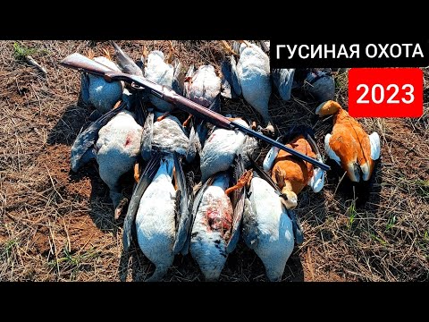 Видео: ЧЕТЫРЕ ДНЯ В СТЕПИ! ГУСЬ ПОПЕР!!!  ОХОТА НА ГУСЯ 2023 ГОД!!!