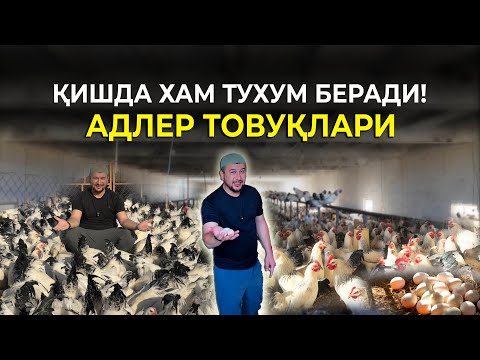 Видео: ҚИШДА ХАМ ТУХУМ БЕРАДИГАН АДЛЕР ВА ЛЕГГОРН ЗОТИ