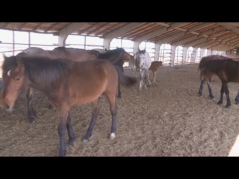 Видео: Қостанай облысында ата кәсіп алға баспай тұр