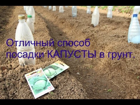 Видео: Посадка капусты в грунт. Под бутылки.