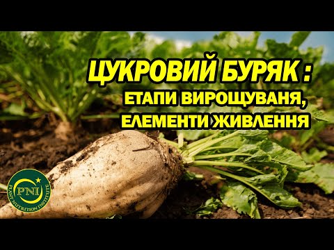 Видео: Вирощування цукрового буряку: небезпеки, живлення, етапи розвитку