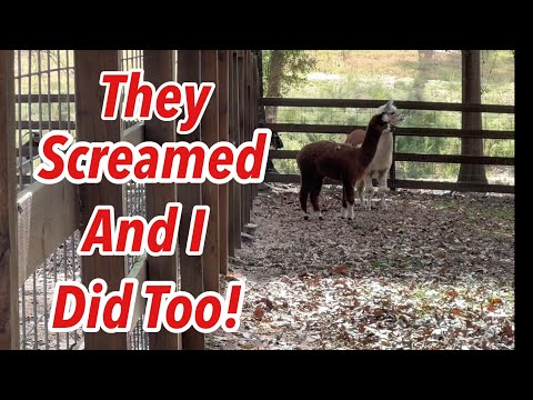 Видео: Альпаки видят хищника