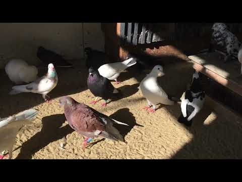 Видео: #Pigeons.Как получить чиля и мрамора.