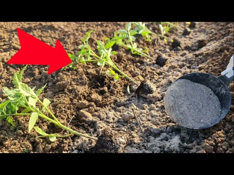 Видео: Сажайте помидоры так — корни будут крепче, а плодов больше!