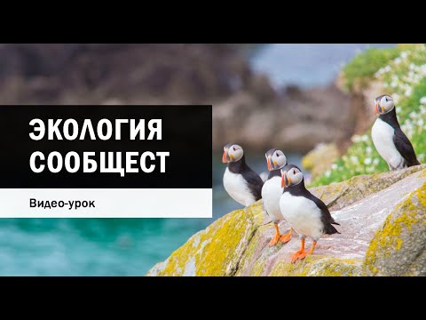 Видео: Экология сообществ (часть 1)