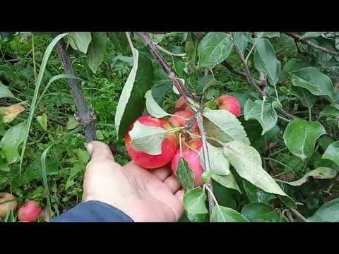 Видео: наши Яблони в саду в Якутске марха