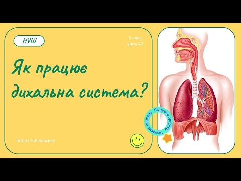 Видео: Як працює дихальна система?