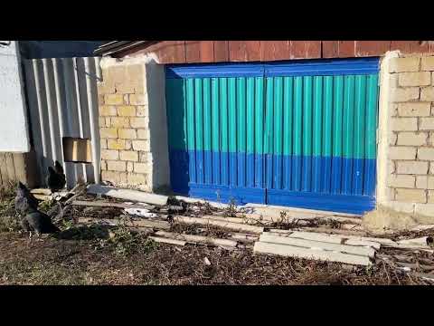 Видео: Қоразды яғни әтешті жиі ауыстыруға не себеп? Үй тауығы мен пароданың айырмасы неде? КӨРІҢІЗ