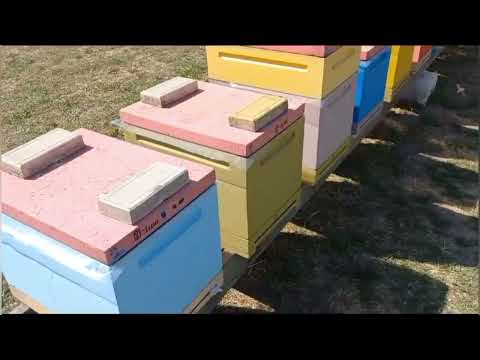 Видео: Обработка Бипином!!! Количество Клещей Варроа!!!