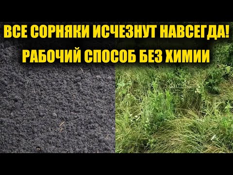 Видео: Любые СОРНЯКИ исчезнут навсегда без химии! Жалею что раньше не узнала