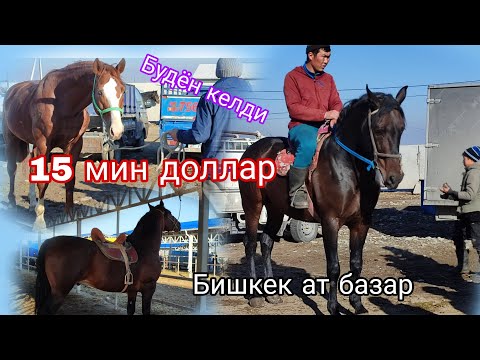Видео: 8- ноября ЧОН АТЫН СООДАСЫ 15 мин $ БОЛДУ Бишкек сокулук жылкы базар 