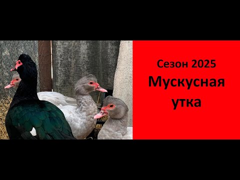 Видео: Коротко о многом. Голубая мускусная утка. Сезон 2025. Наше родительское поголовье.